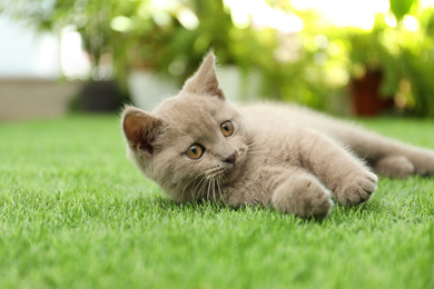 Scottish straight baby cat playing on green grass