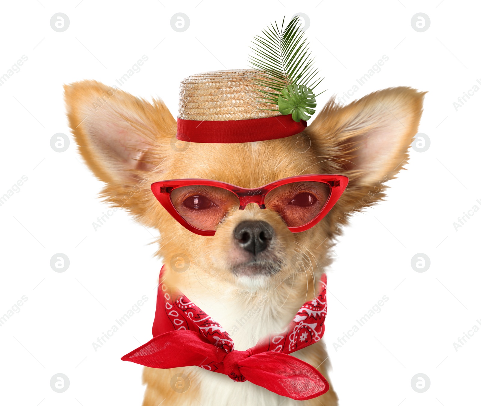 Image of Cute dog in hat, sunglasses and tied bandana on white background. Summer party