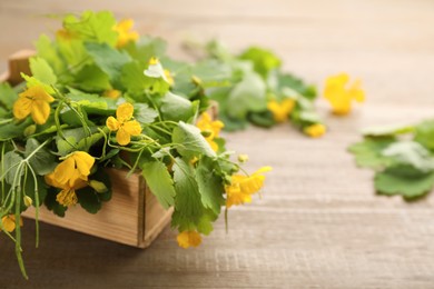 Photo of Celandine with beautiful yellow flowers in box on wooden table, closeup. Space for text