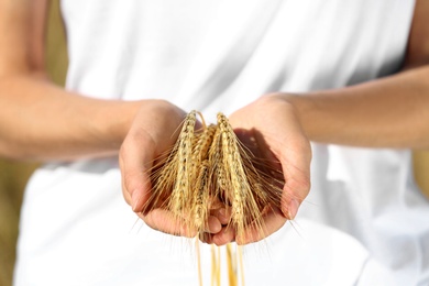 Photo of Farmer with wheat spikelets, closeup. Cereal grain crop