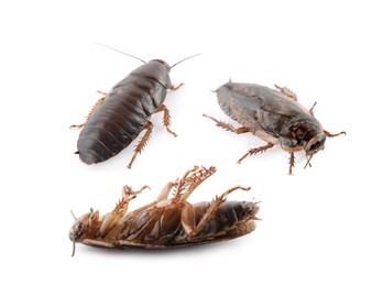 Group of brown cockroaches on white background. Pest control