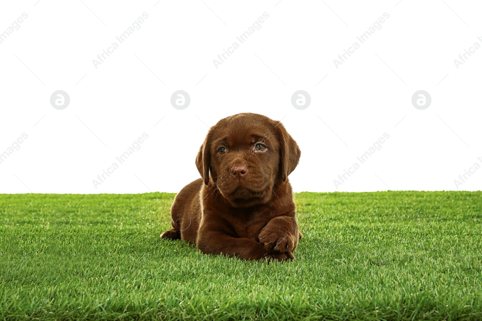 Photo of Chocolate Labrador Retriever puppy on green grass against white background