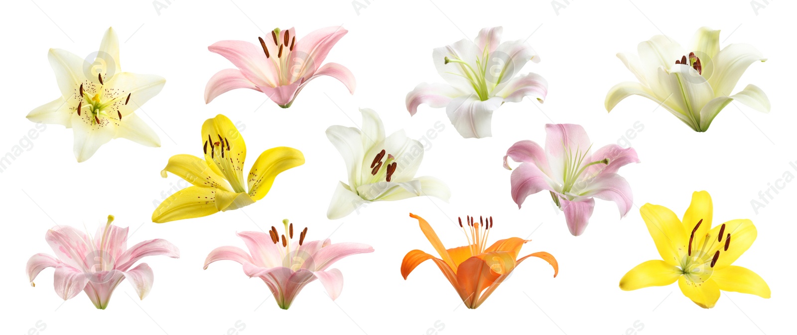 Image of Set of beautiful blooming lilies on white background. Banner design