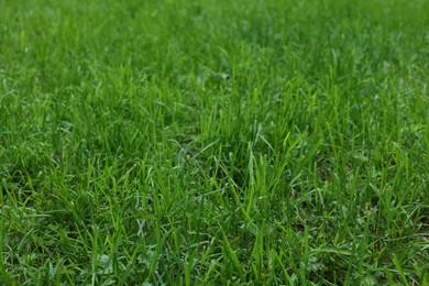 Photo of Fresh green grass growing outdoors in summer