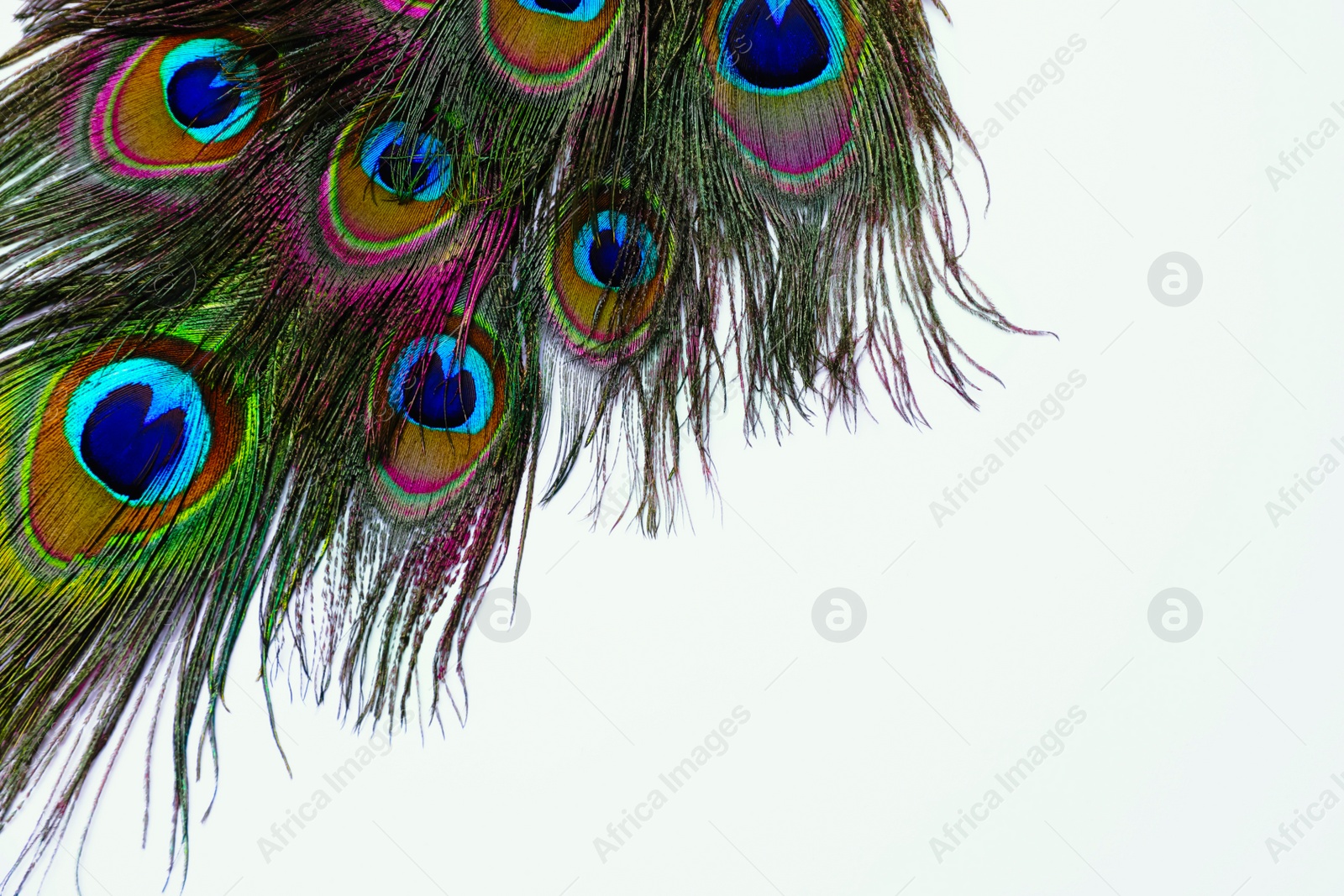 Photo of Beautiful bright peacock feathers on white background