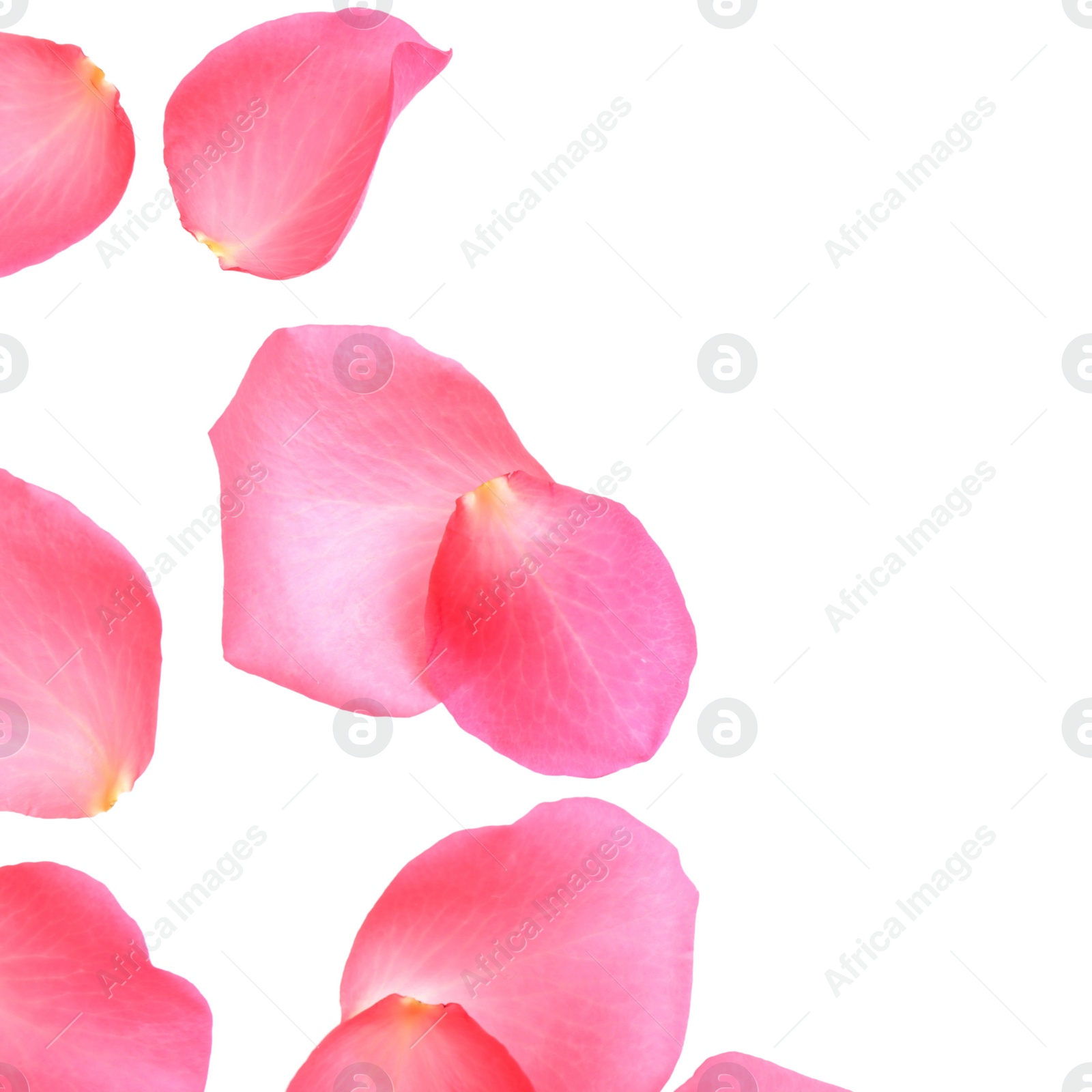 Photo of Fresh pink rose petals on white background, top view