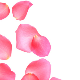 Photo of Fresh pink rose petals on white background, top view