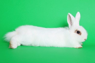 Photo of Fluffy white rabbit on green background. Cute pet