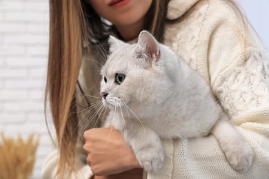 Photo of Adorable white British Shorthair cat with his owner on blurred background, closeup. Cute pet