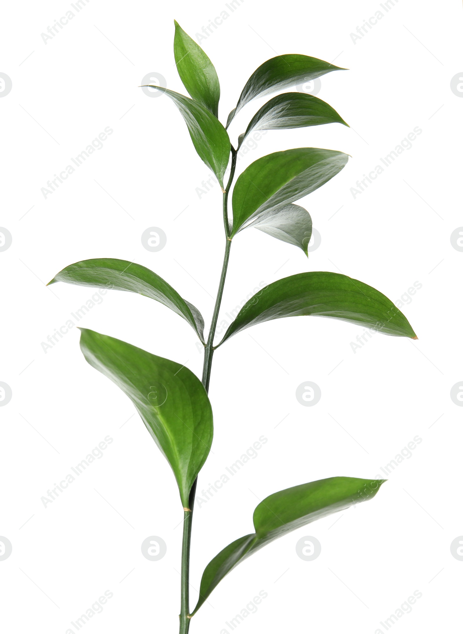 Photo of Ruscus branch with fresh green leaves on white background