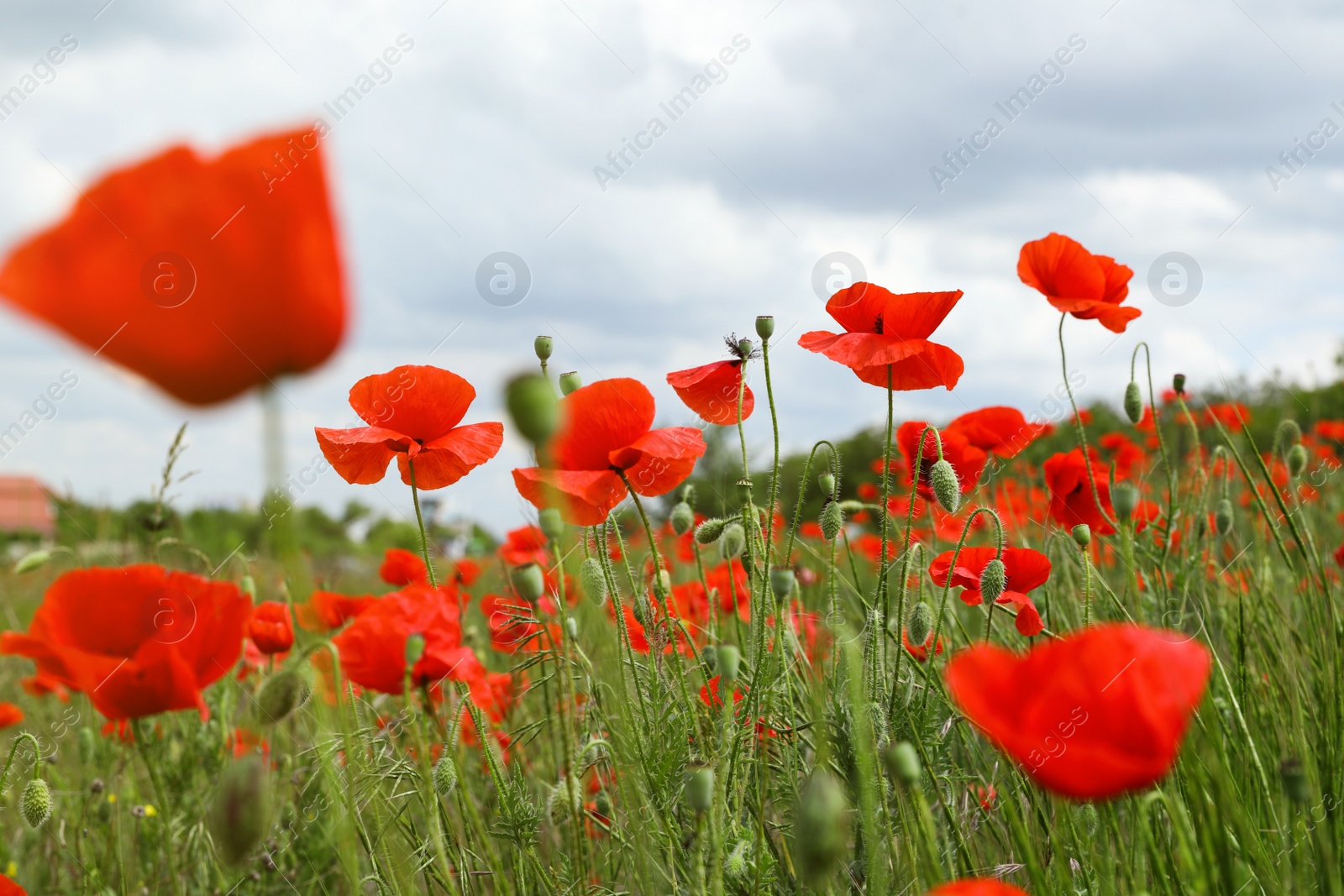 Photo of Beautiful red poppy flowers growing in field