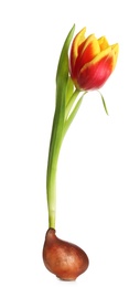 Image of Tulip flower with bulb on white background