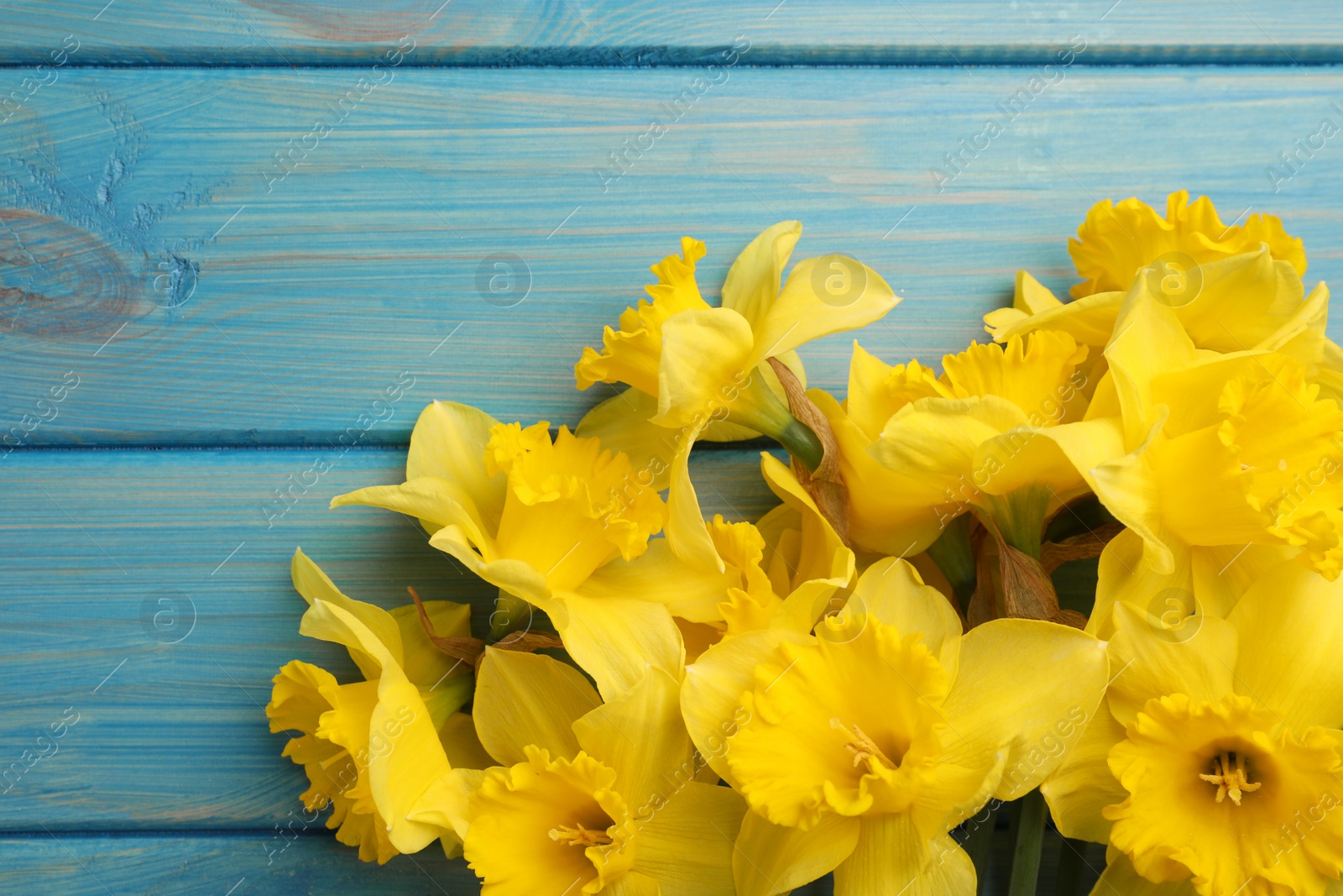 Photo of Beautiful daffodil bouquet on blue wooden table, closeup. Space for text