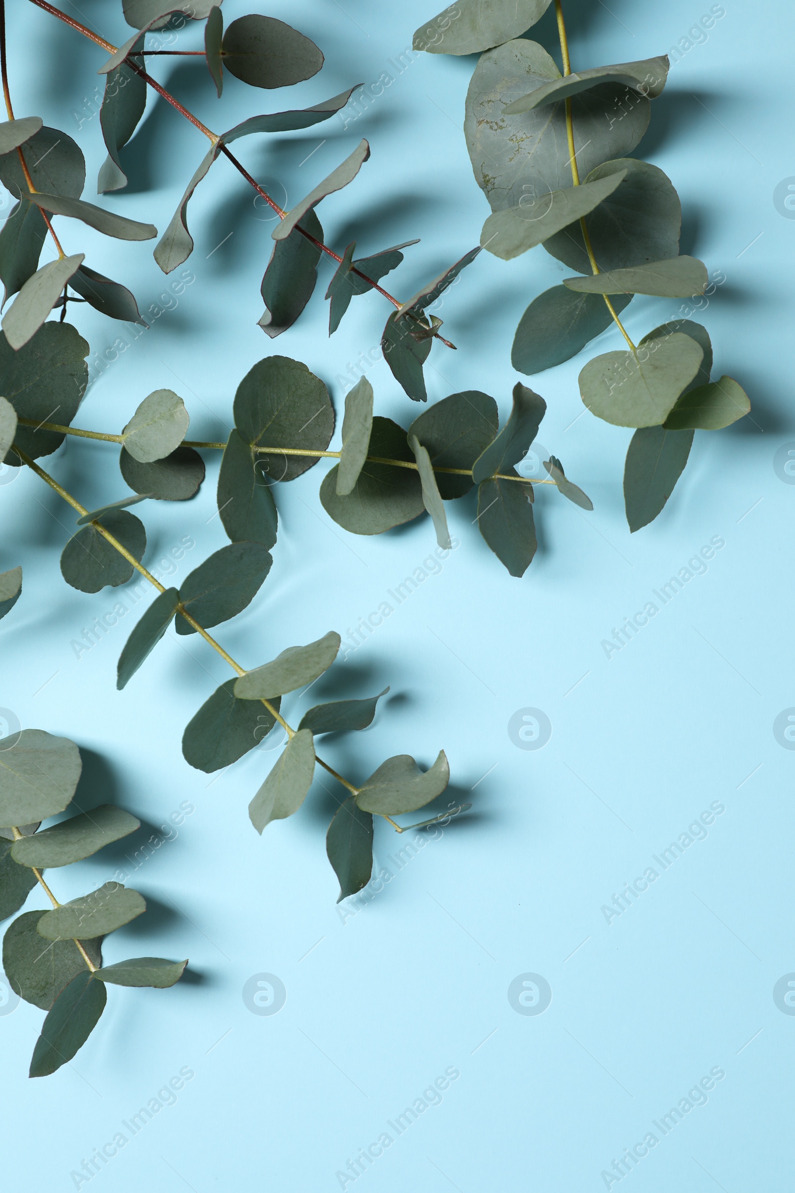 Photo of Eucalyptus branches with fresh leaves on light blue background, flat lay. Space for text