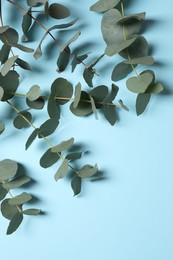 Eucalyptus branches with fresh leaves on light blue background, flat lay. Space for text