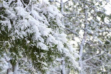 Conifer tree branches covered with snow in forest