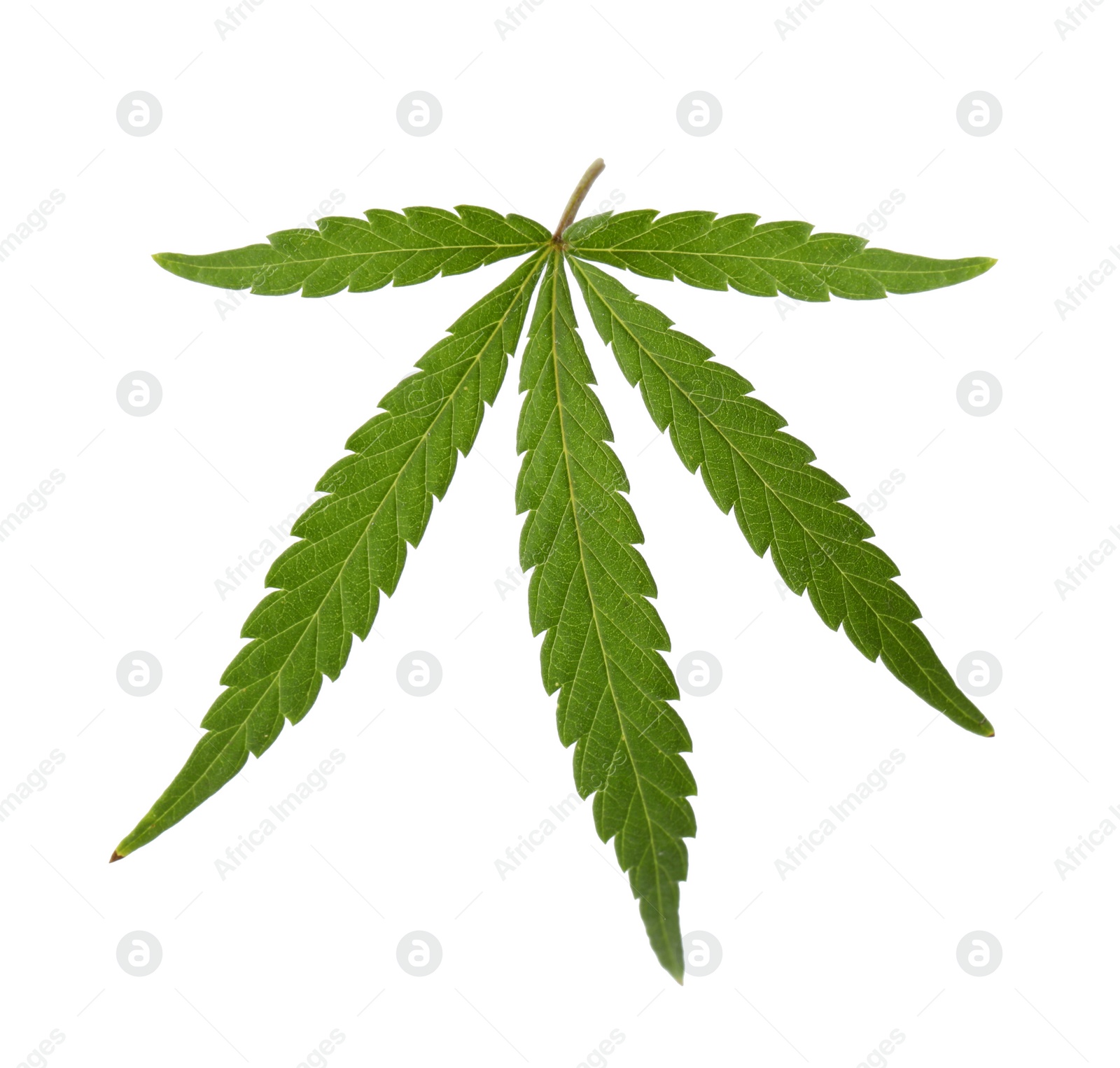 Photo of Green organic leaf of hemp on white background