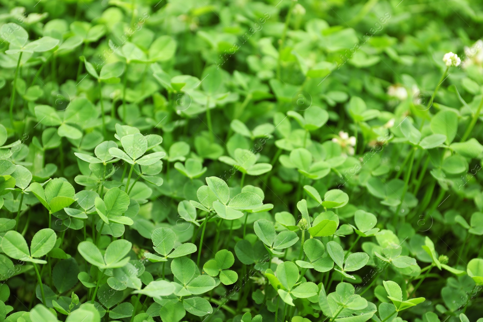 Photo of Green clover leaves as background