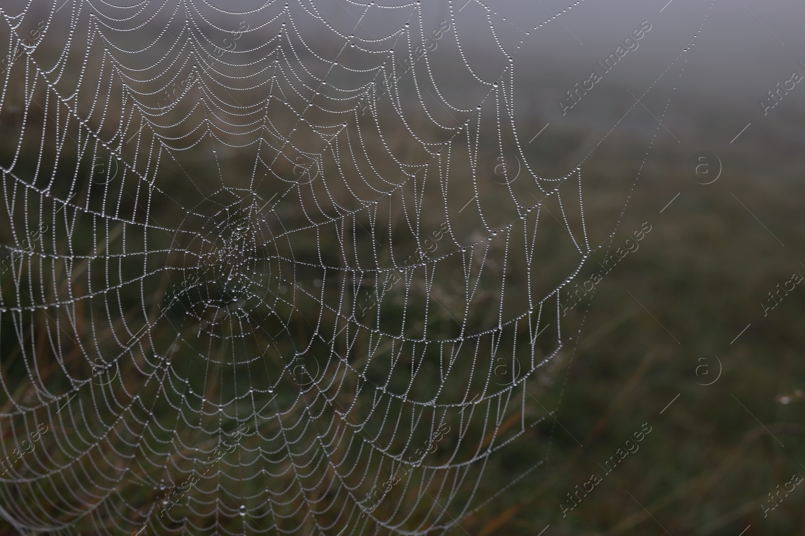 Photo of Closeup view of cobweb with dew drops on meadow