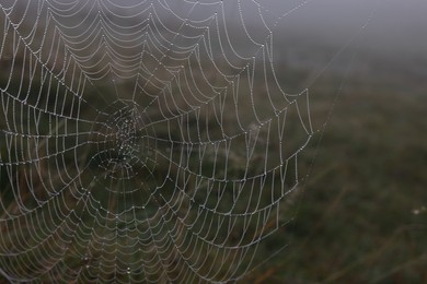 Closeup view of cobweb with dew drops on meadow