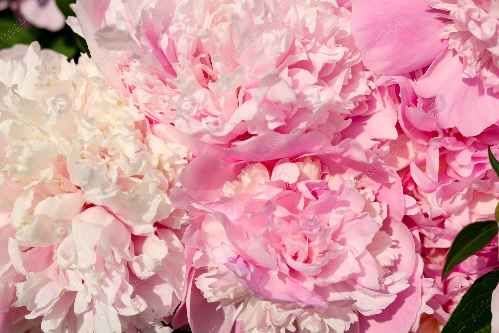 Photo of Wonderful fragrant pink peonies outdoors, closeup view