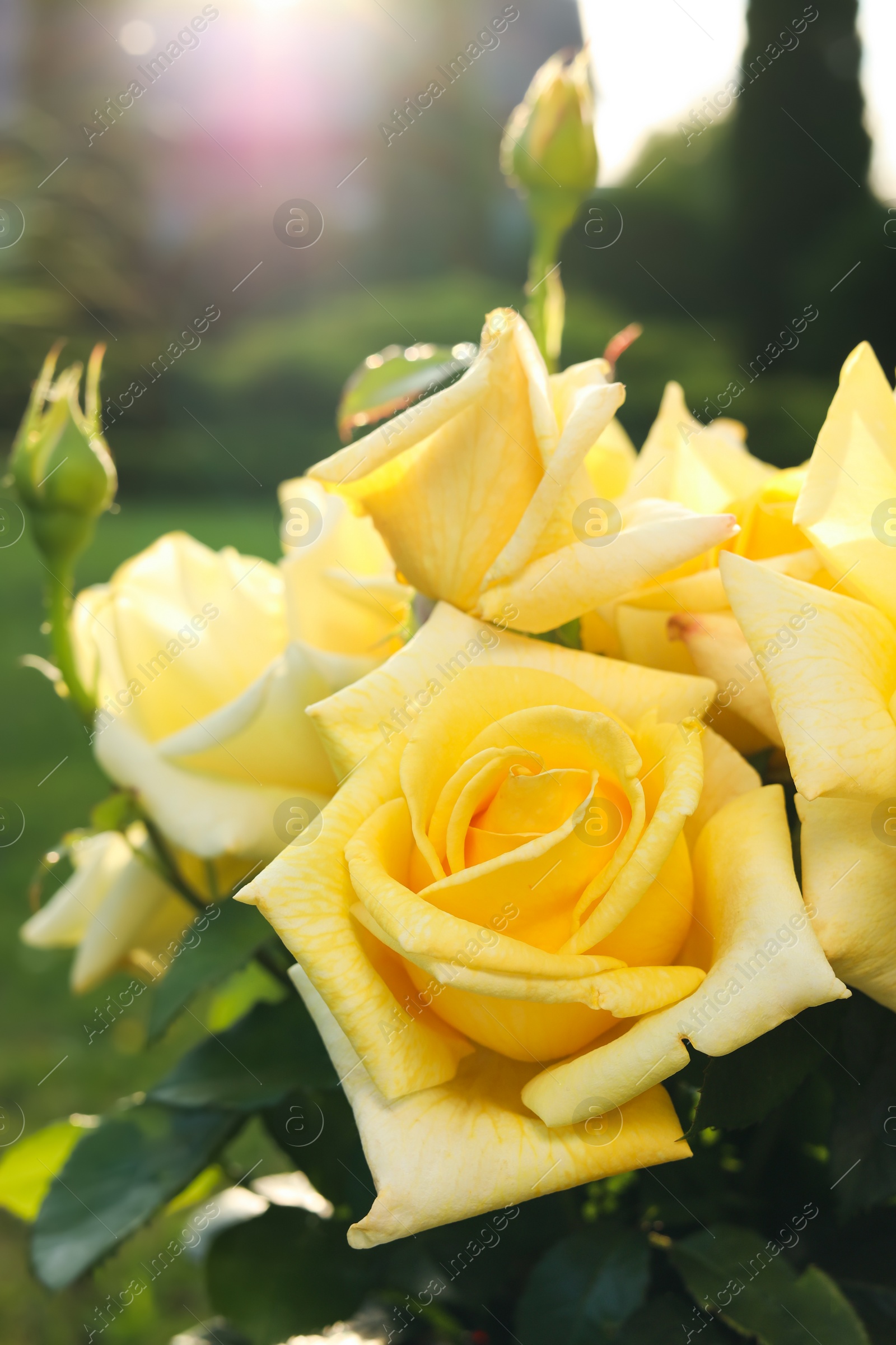 Photo of Beautiful yellow roses outdoors on sunny day, closeup