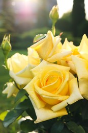 Beautiful yellow roses outdoors on sunny day, closeup