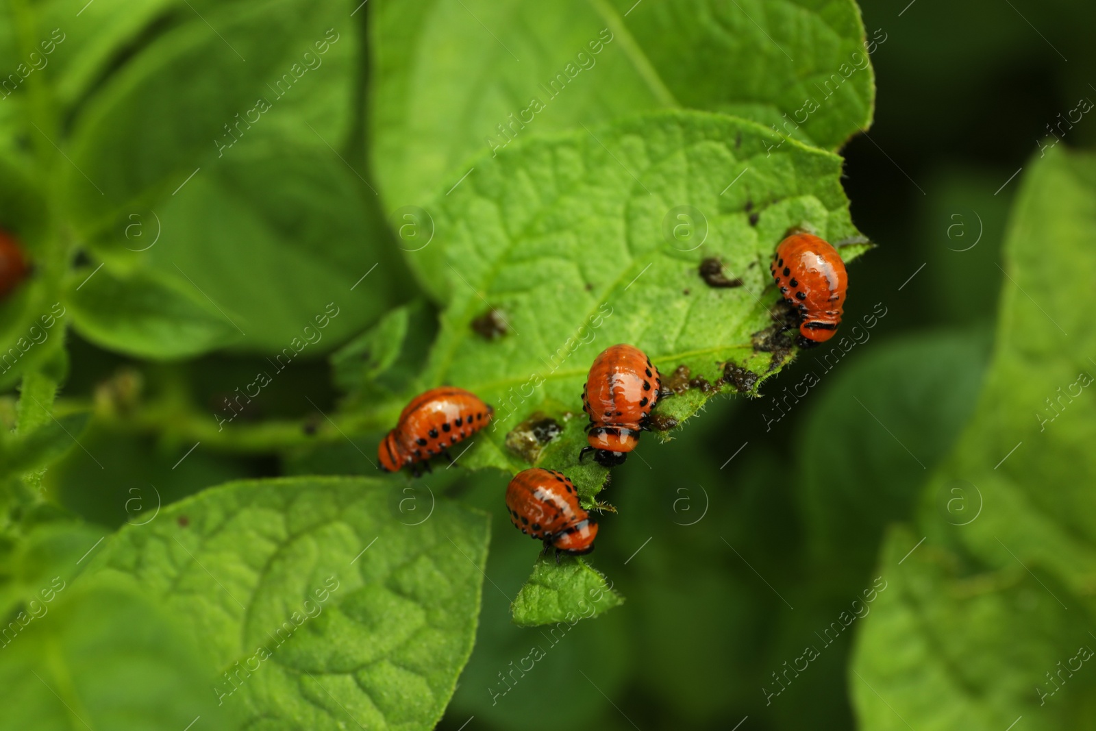 Photo of Many colorado potato beetle larvae on plant outdoors, closeup