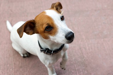 Photo of Beautiful Jack Russell Terrier in black leather dog collar outdoors. Space for text