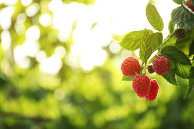 Photo of Raspberry bush with tasty ripe berries in garden, closeup