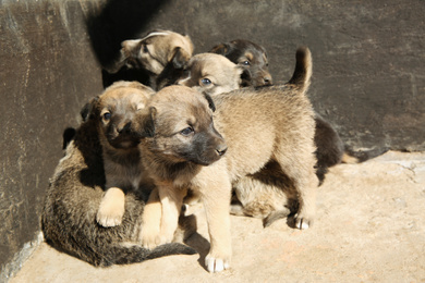 Photo of Stray puppies outdoors on sunny day. Baby animals