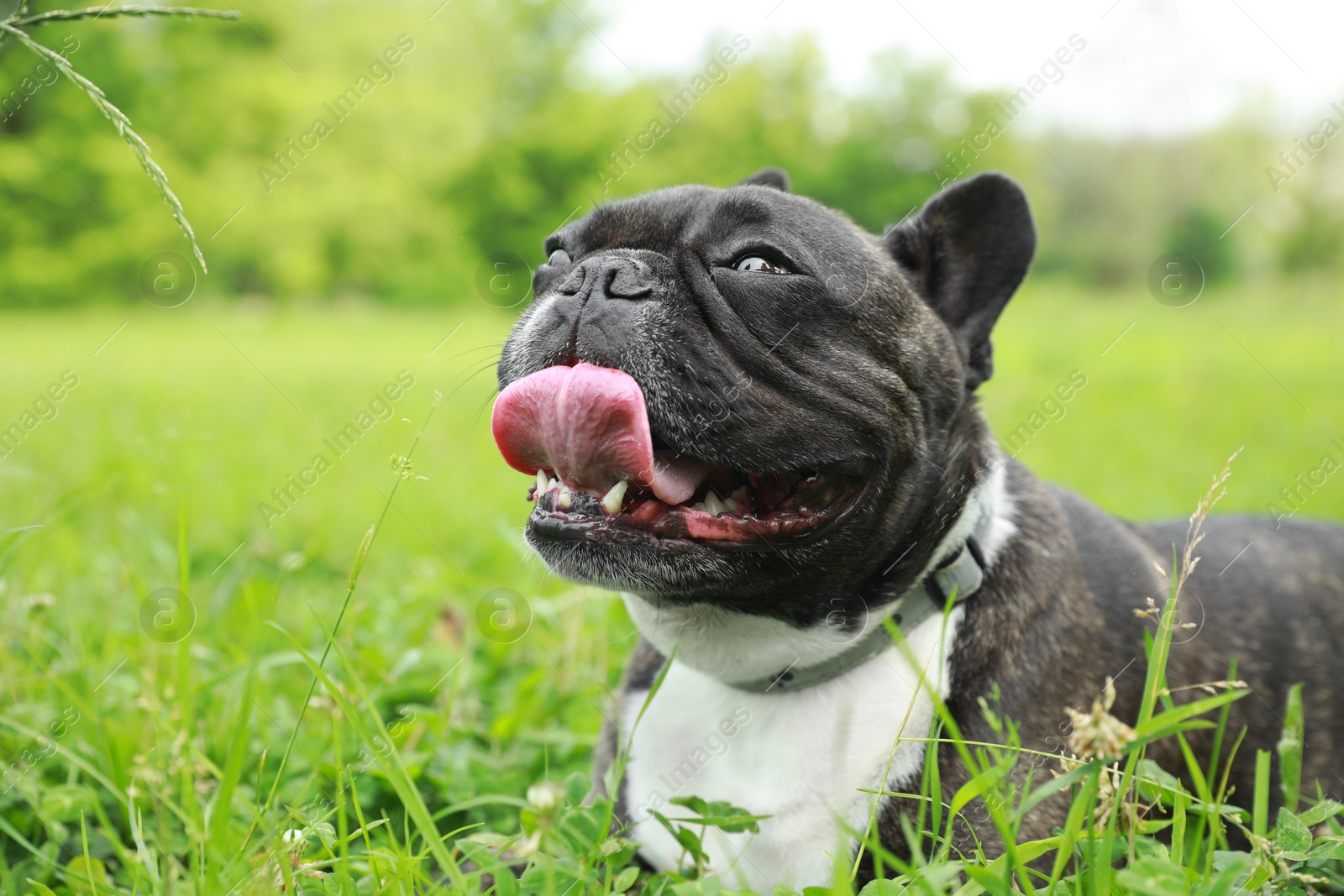 Photo of Funny walk. Cute French Bulldog lying on green grass. Space for text