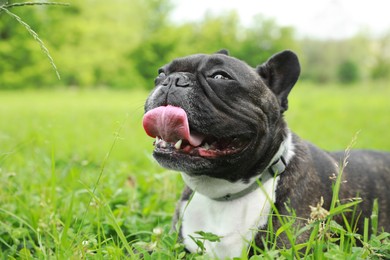 Photo of Funny walk. Cute French Bulldog lying on green grass. Space for text