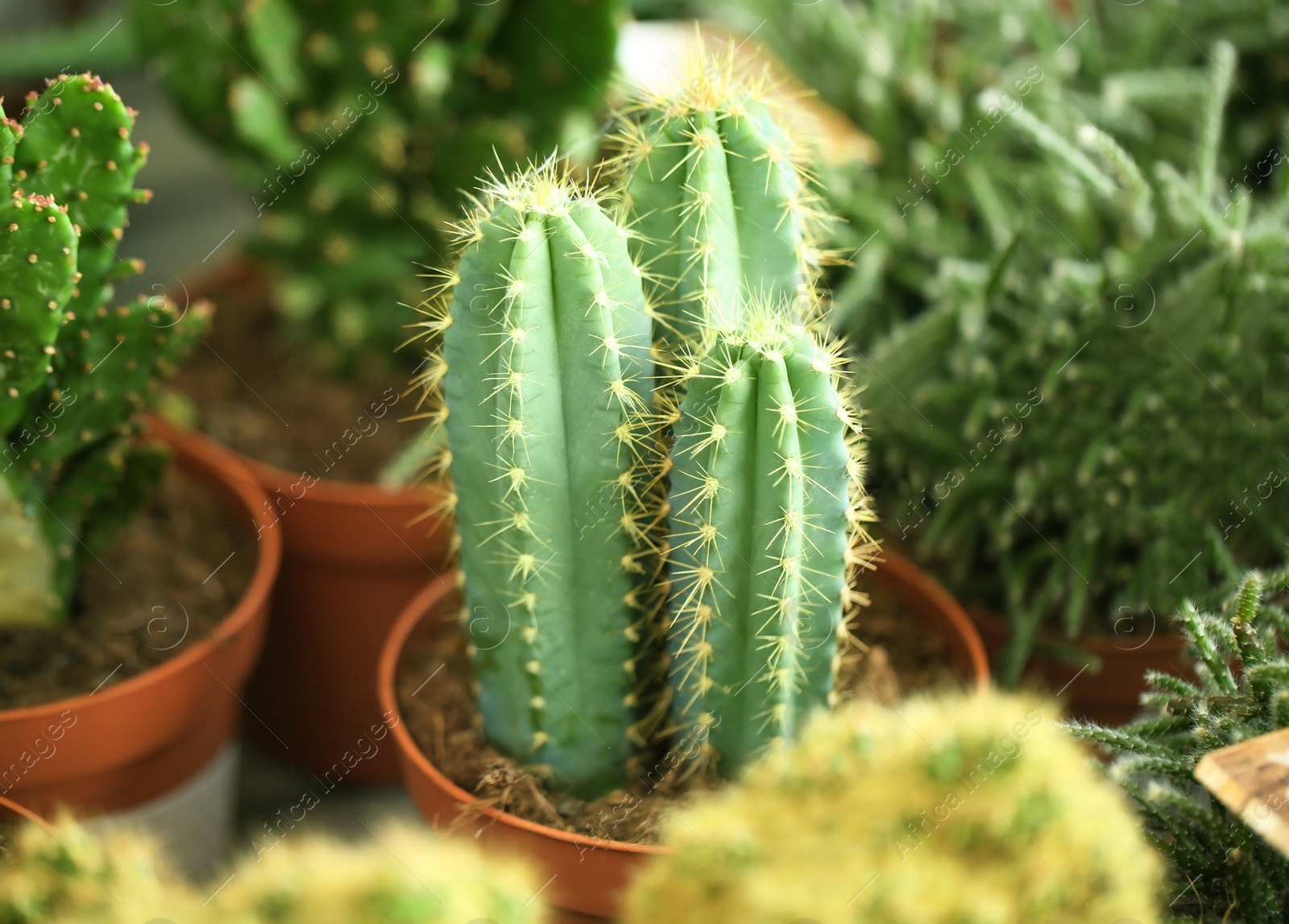 Photo of Pots with beautiful cacti, closeup. Tropical flowers