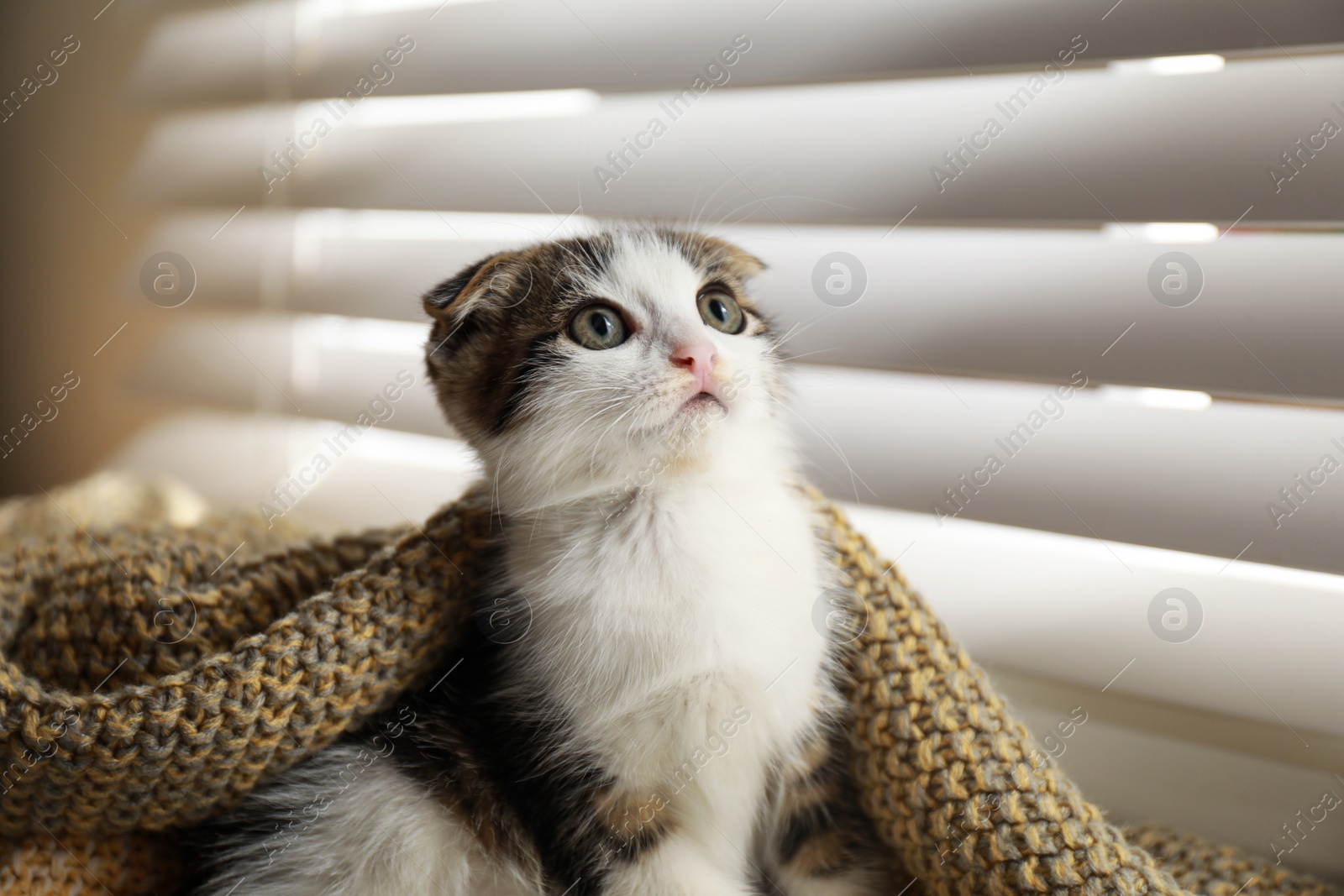 Photo of Adorable little kitten under blanket near window indoors