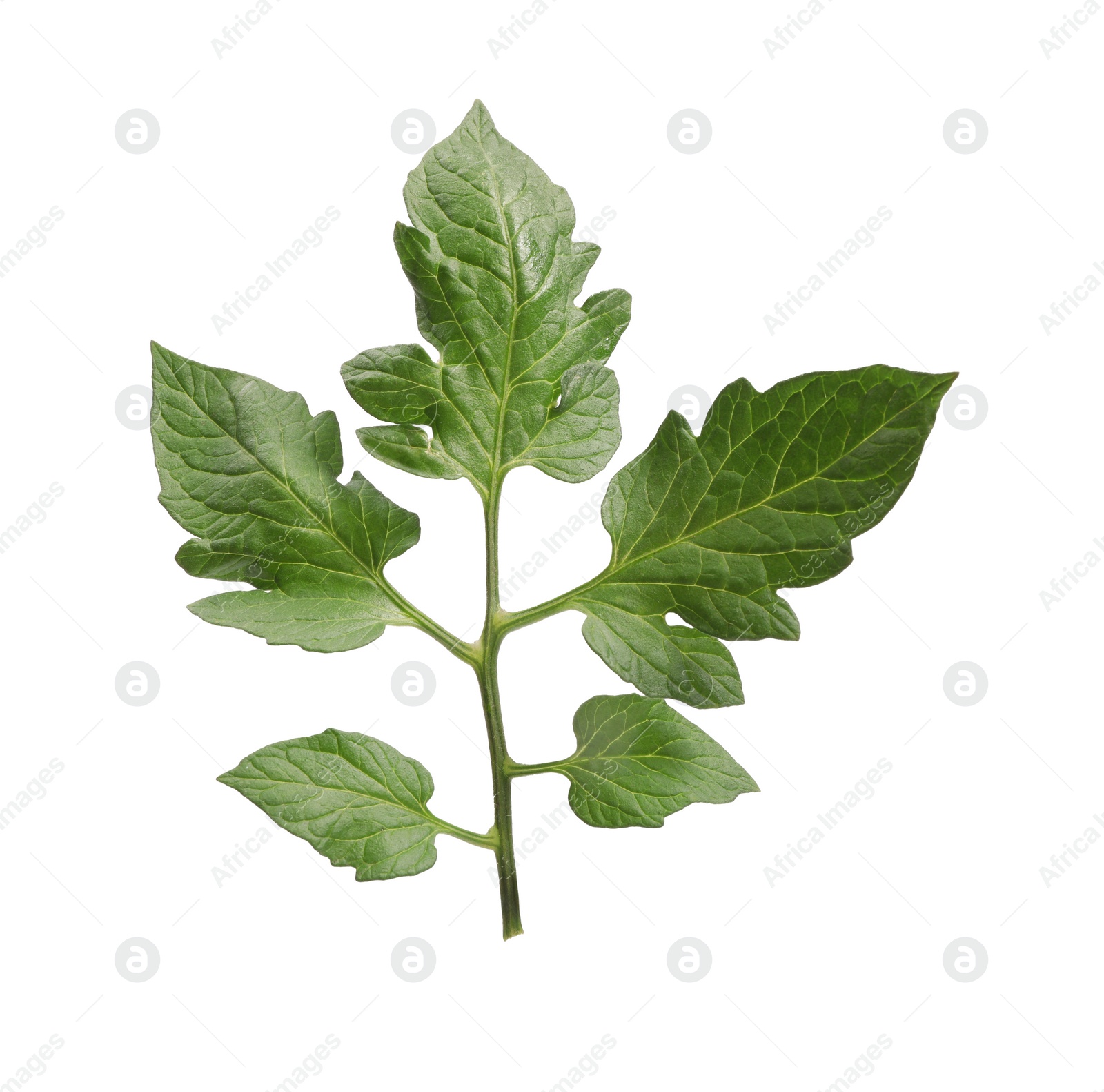 Photo of Branch of tomato plant with leaves isolated on white