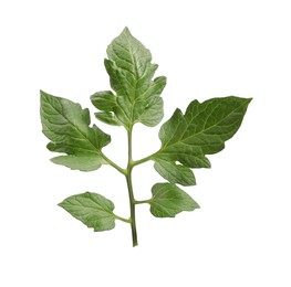 Photo of Branch of tomato plant with leaves isolated on white