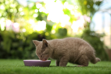 Photo of Scottish straight baby cat eating from bowl on green grass