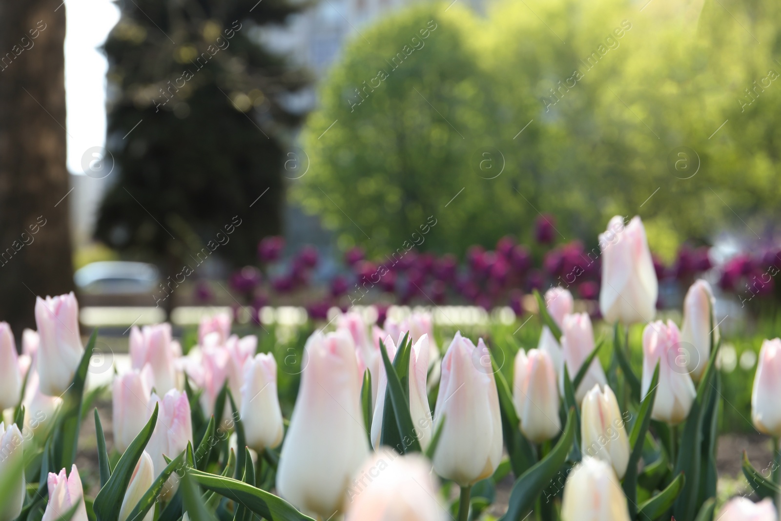 Photo of Beautiful blooming tulips outdoors on sunny day