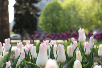 Photo of Beautiful blooming tulips outdoors on sunny day