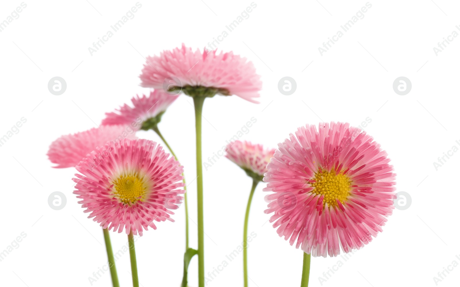 Photo of Beautiful blooming daisies against white background. Spring flowers