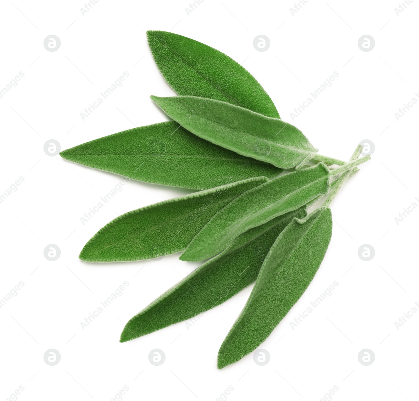 Photo of Fresh green sage leaves isolated on white, top view