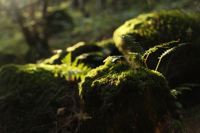 Beautiful view of moss and plant on ground under sunny light, closeup