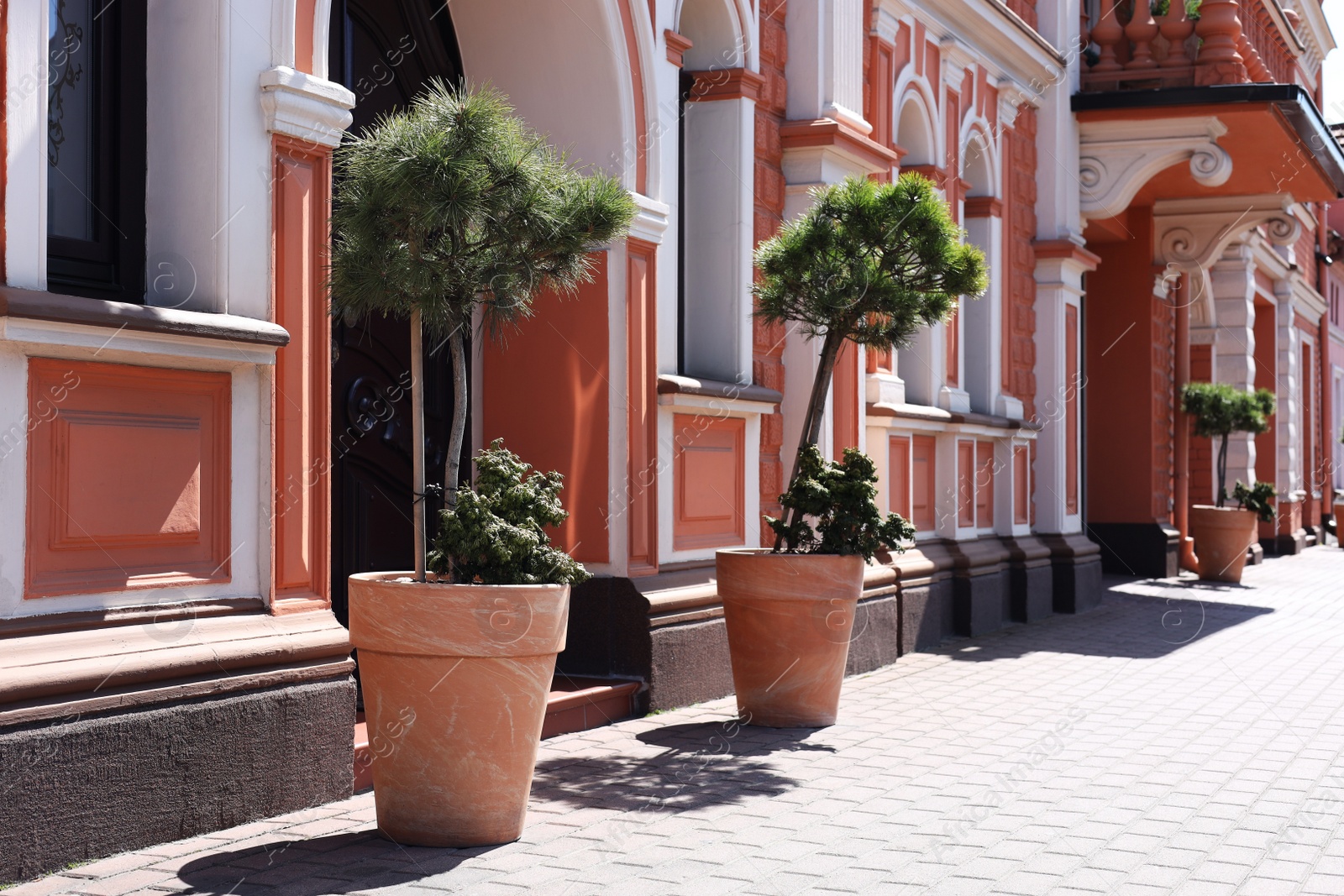 Photo of Beautiful potted plants near building on sunny day