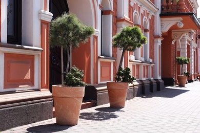 Photo of Beautiful potted plants near building on sunny day