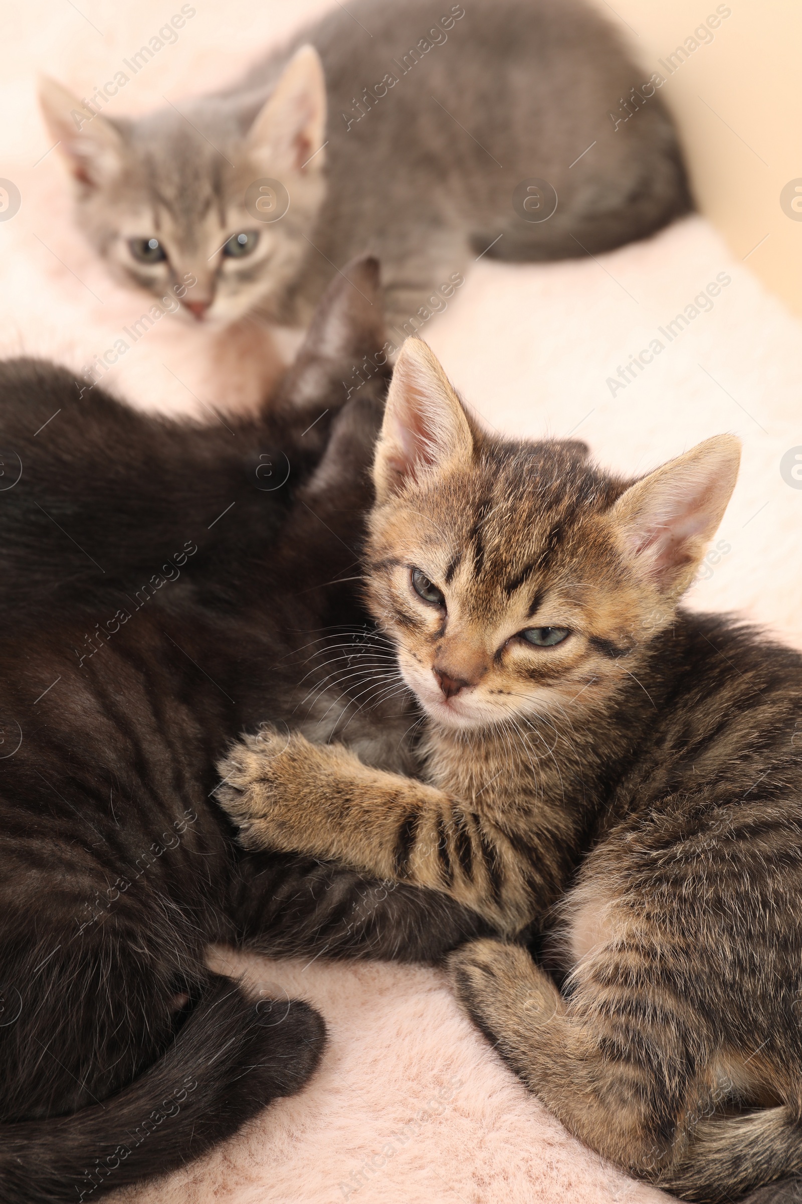 Photo of Cute fluffy kittens on faux fur. Baby animals