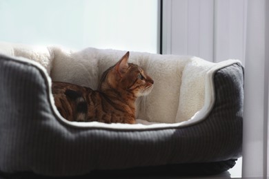 Photo of Cute Bengal cat lying on pet bed on windowsill at home