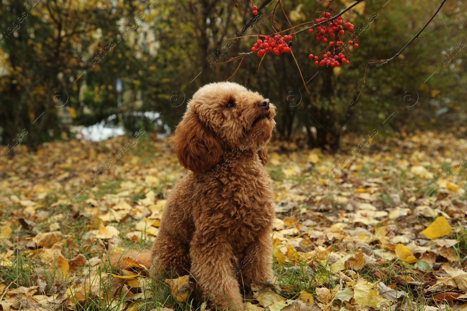 Photo of Cute fluffy dog in autumn park. Adorable pet