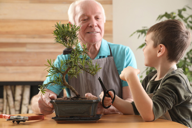 Senior man with little grandson taking care of Japanese bonsai plant indoors. Creating zen atmosphere at home