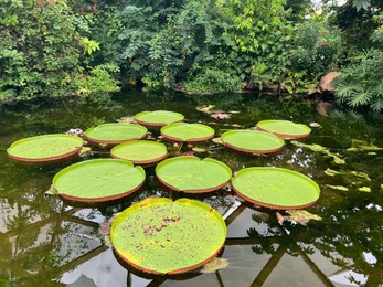 Pond with beautiful Queen Victoria's water lily leaves